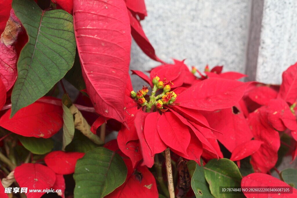 艳丽一品红绽放绿叶间