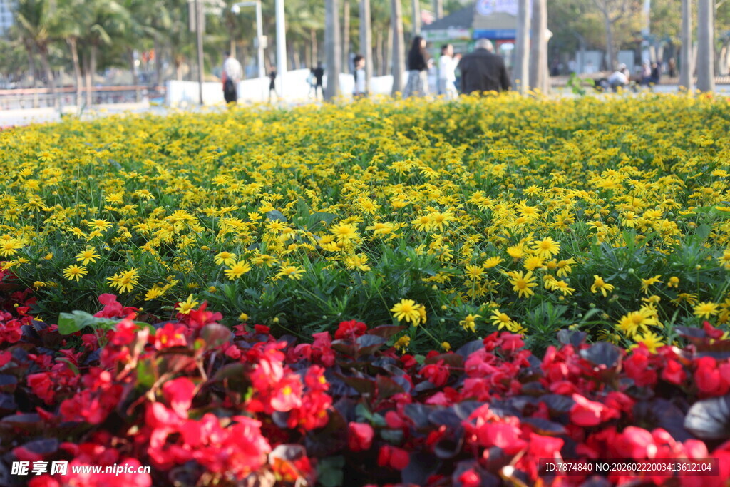 多彩花卉装点城市景观