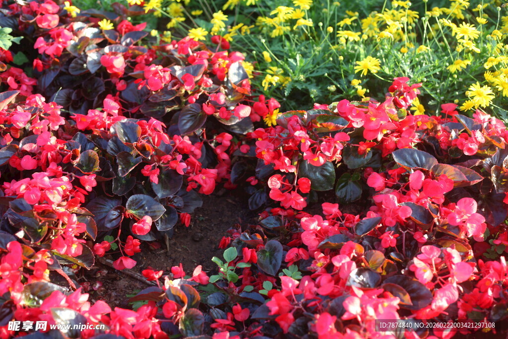 艳丽多彩花卉绽放