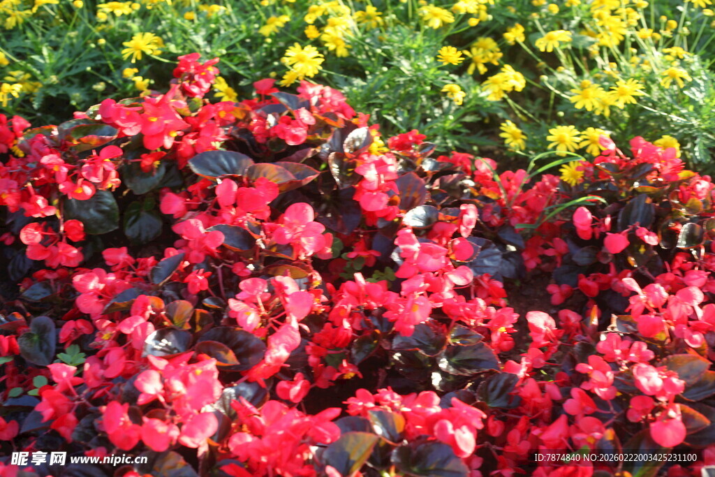 艳丽多彩花卉绽放