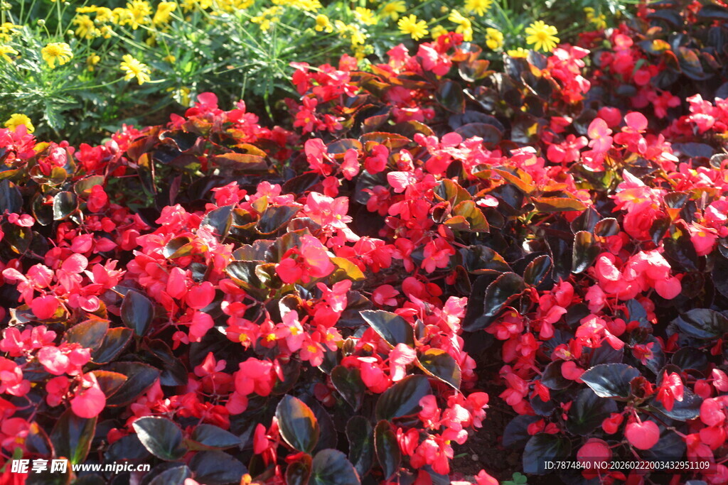 艳丽多彩的缤纷花卉景观