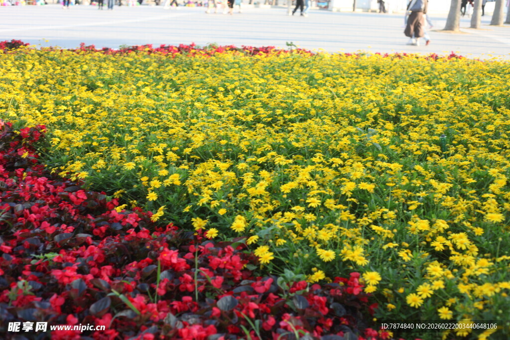 多彩花卉装点美丽景观