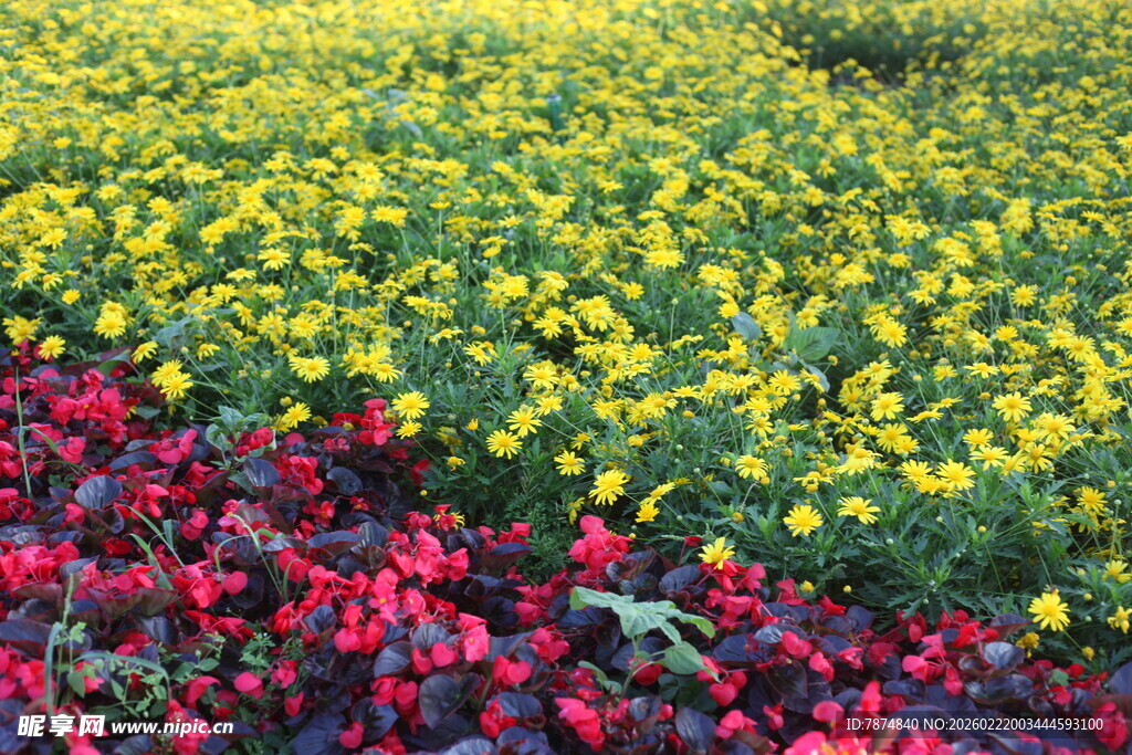 多彩花卉构成绚丽花田