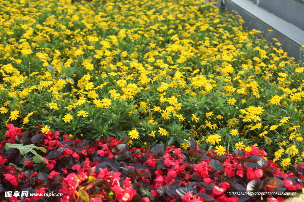 多彩花卉装点美丽景致