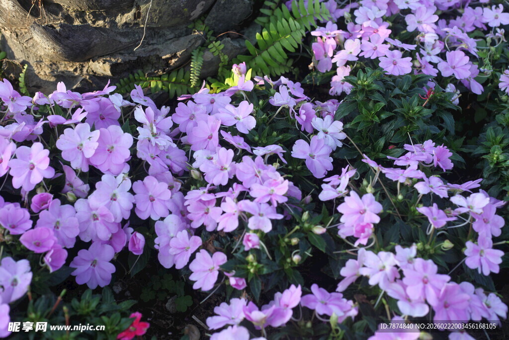 紫色繁花绽放的美丽景致