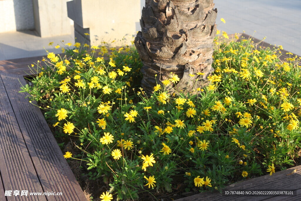 树下绽放的黄色小花