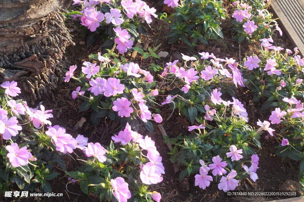 紫色小花绽放于绿植间