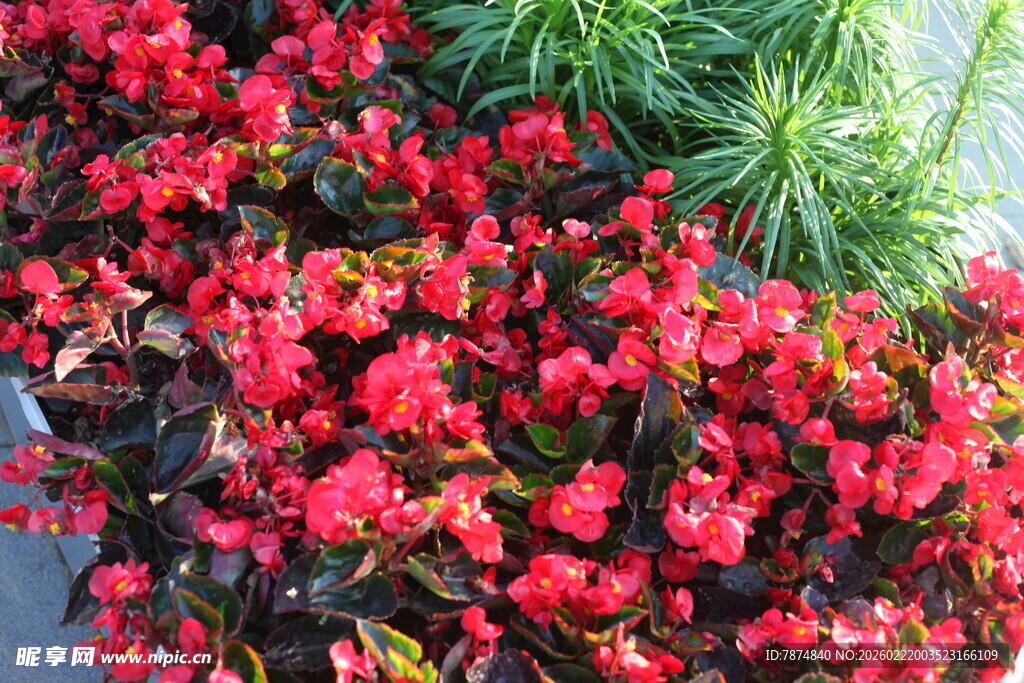 鲜艳红海棠绽放美景