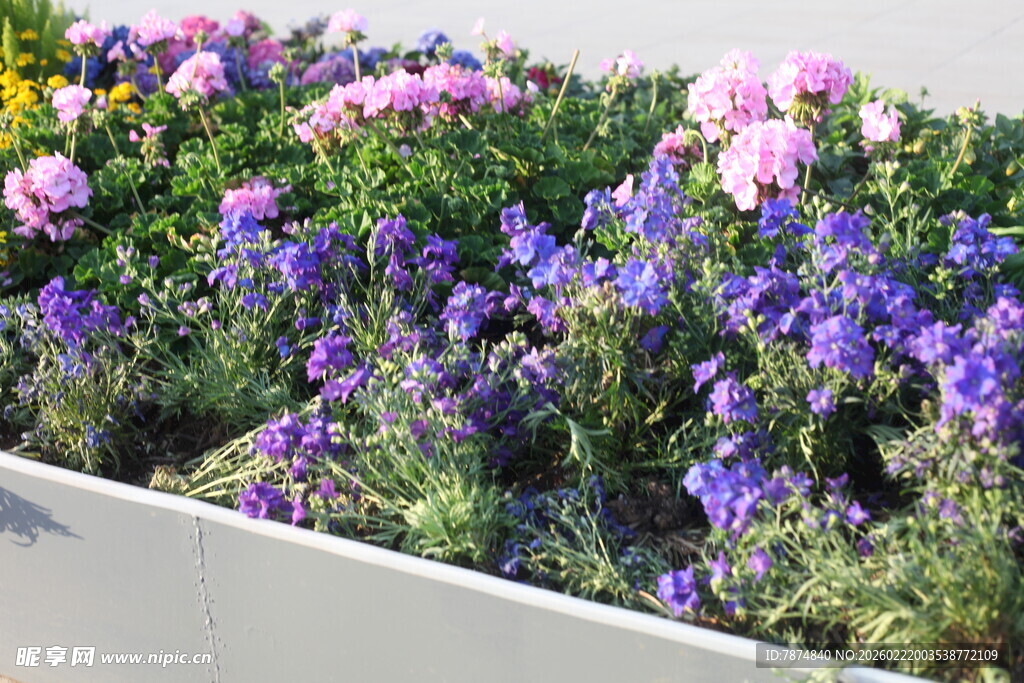 多彩盆栽花卉展示