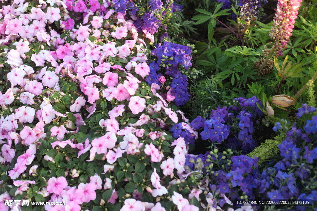 缤纷花丛绽放美丽色彩