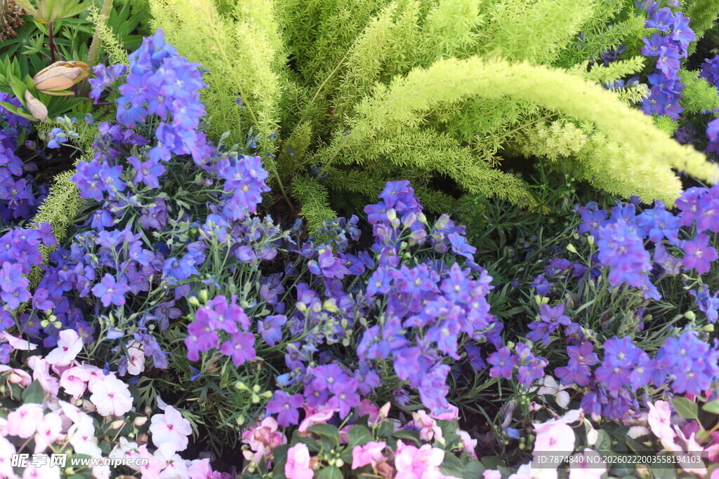 多彩花卉植物美丽景致