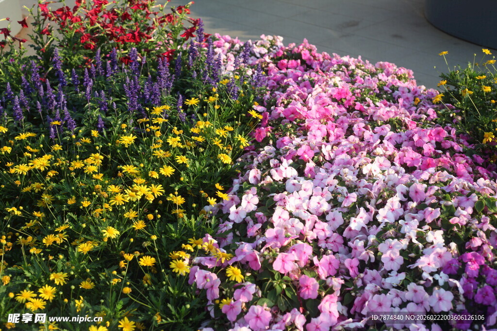 多彩花卉装点美丽景致