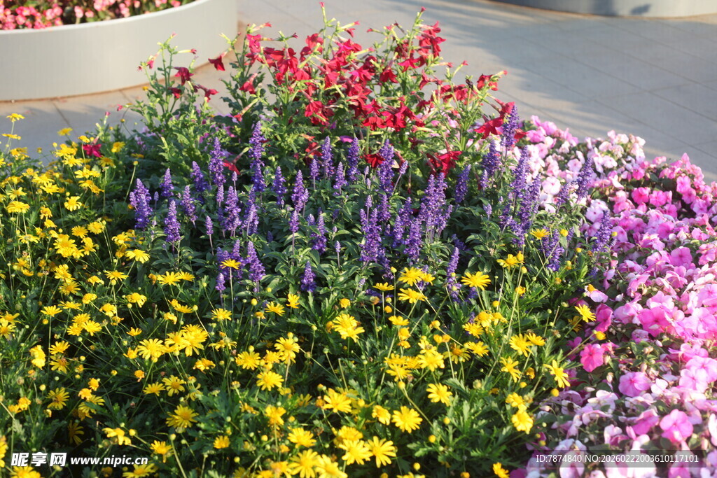 多彩花卉装点户外景观