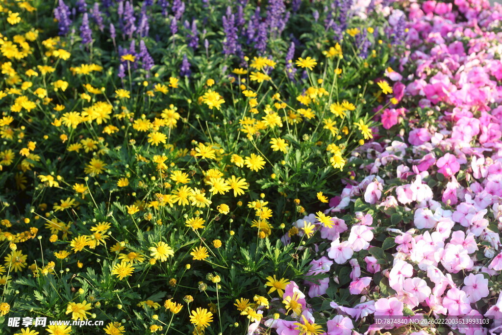 多彩花卉绽放美丽景致