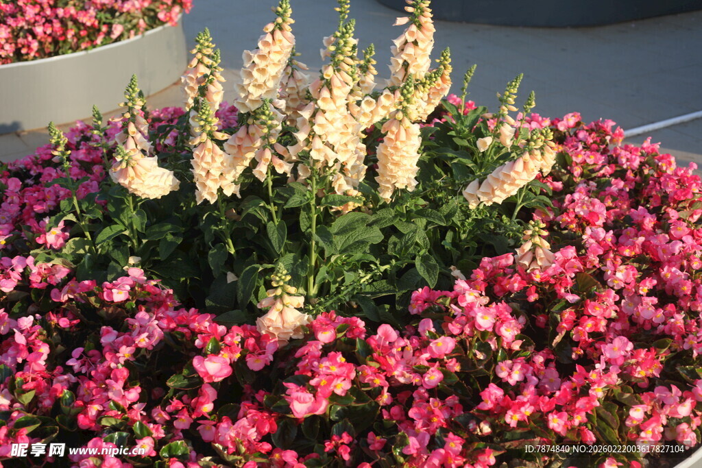 多彩花卉装点的美丽花坛