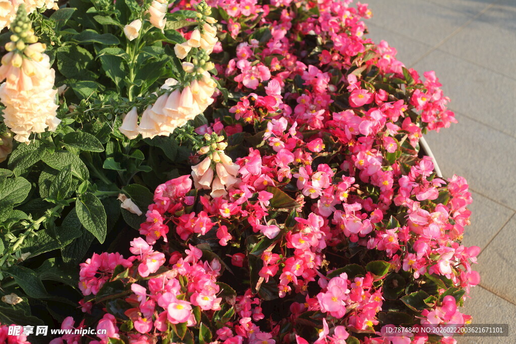 艳丽盛放的多彩花卉