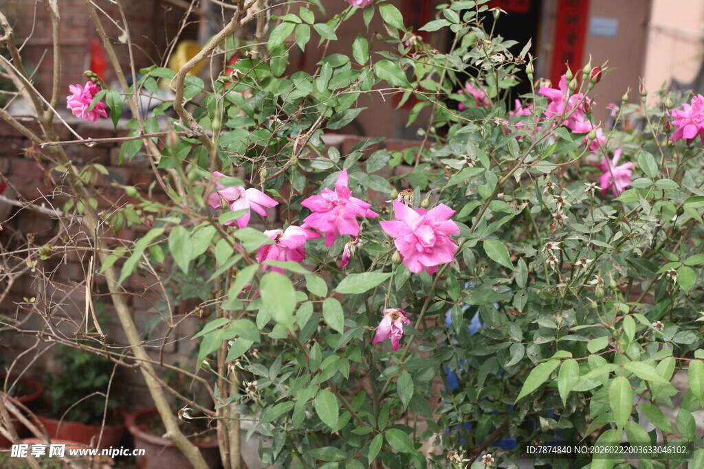 绽放的粉色蔷薇花丛