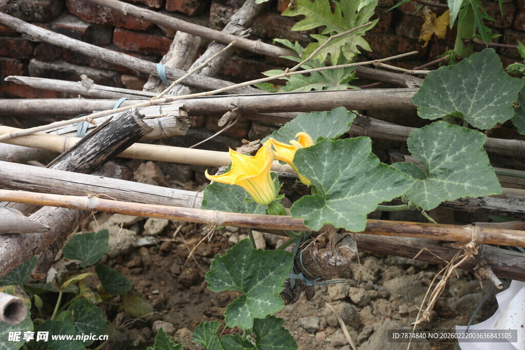 枯枝间绽放的黄色小花