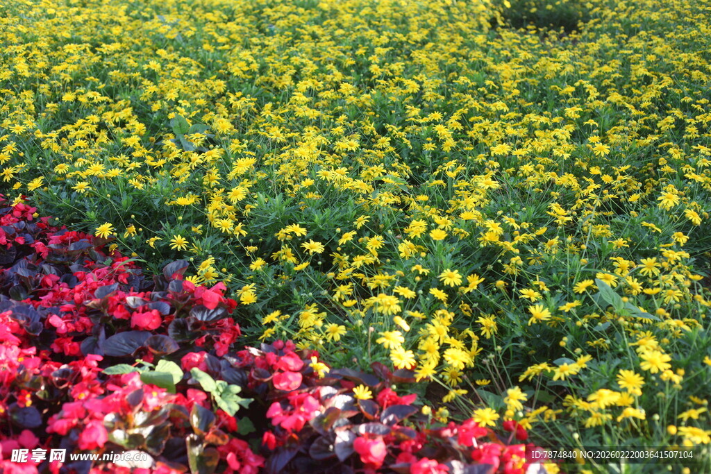 多彩花卉绽放的美丽花田