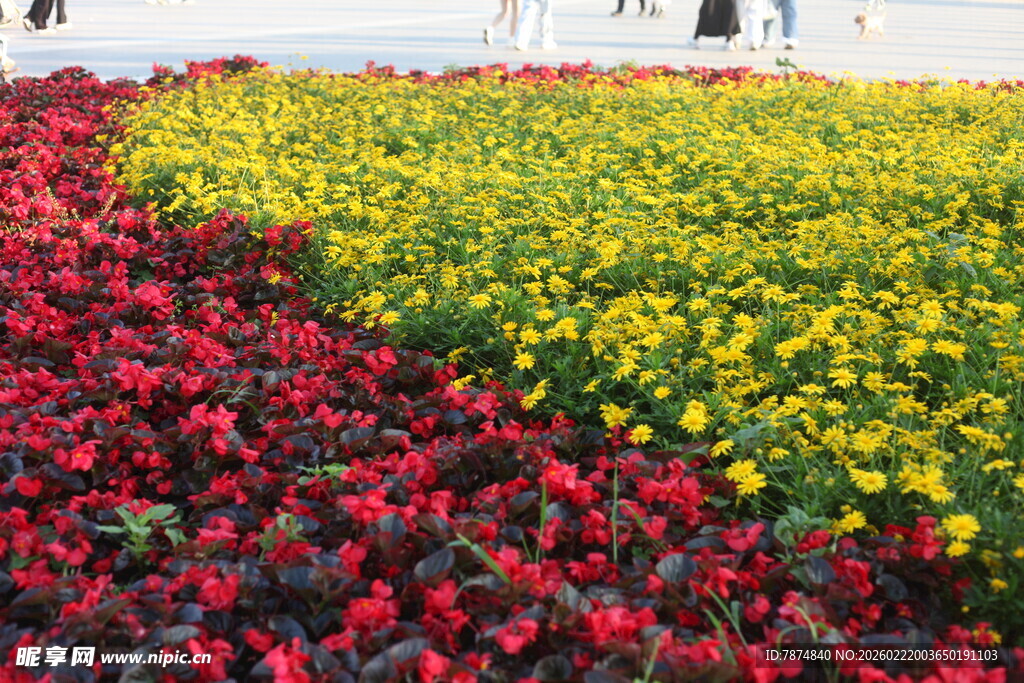 多彩花卉构成美丽花田
