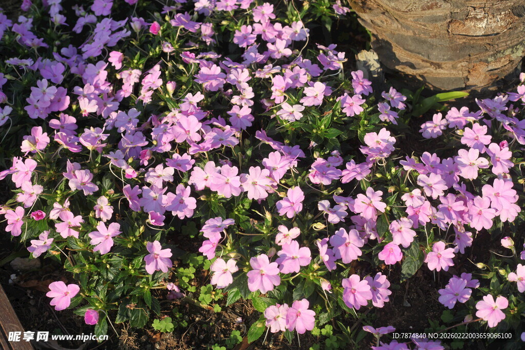 紫色小花绽放生机