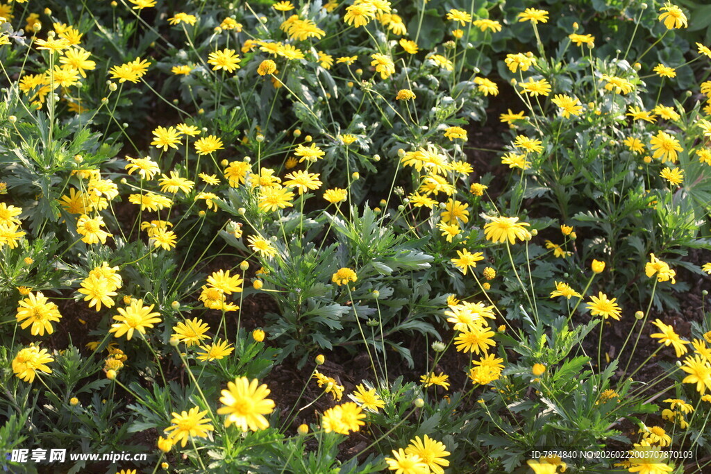 金黄灿烂的菊花花海