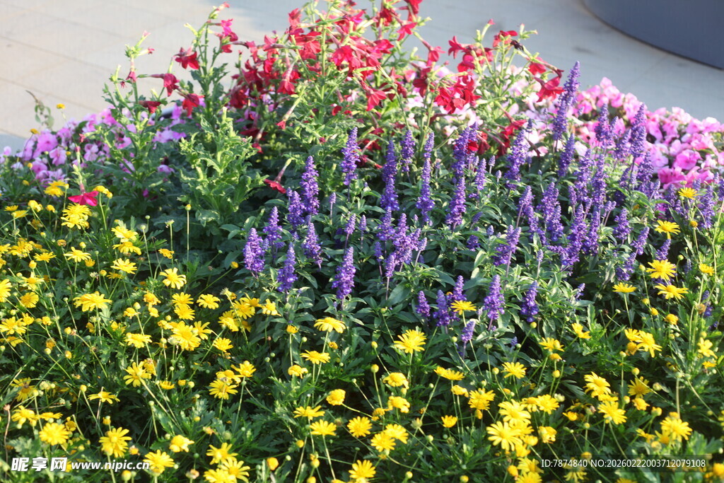 多彩花卉绽放生机