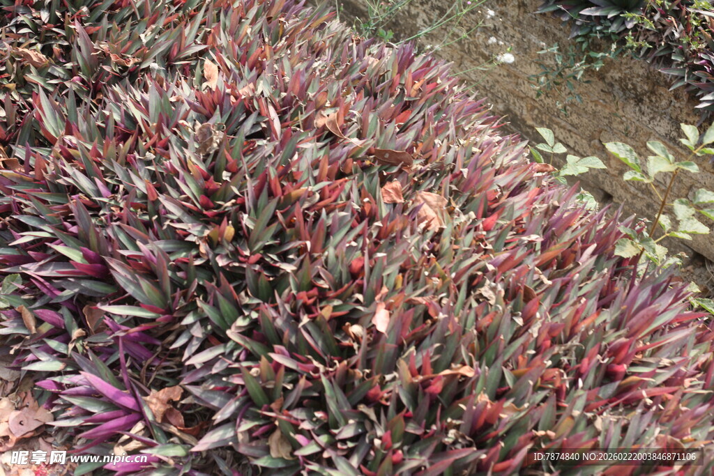 紫红叶植物景观