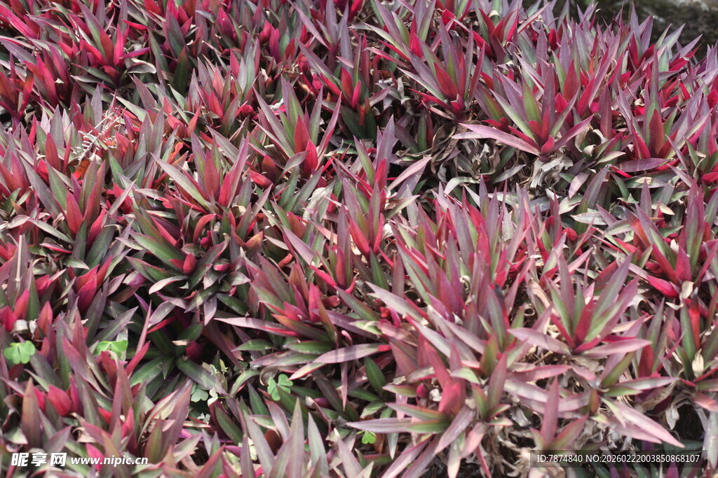 红叶植物景观特写