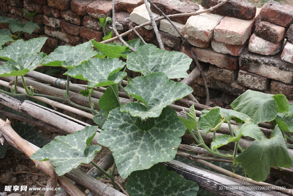 藤蔓上的绿叶植物