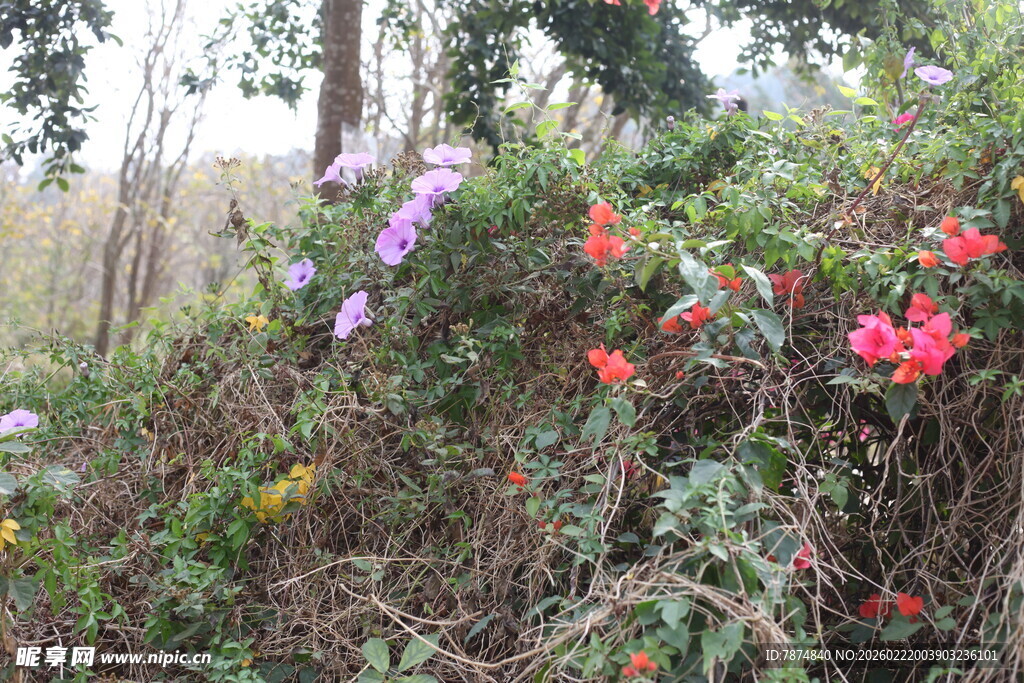 野外多彩花卉绽放