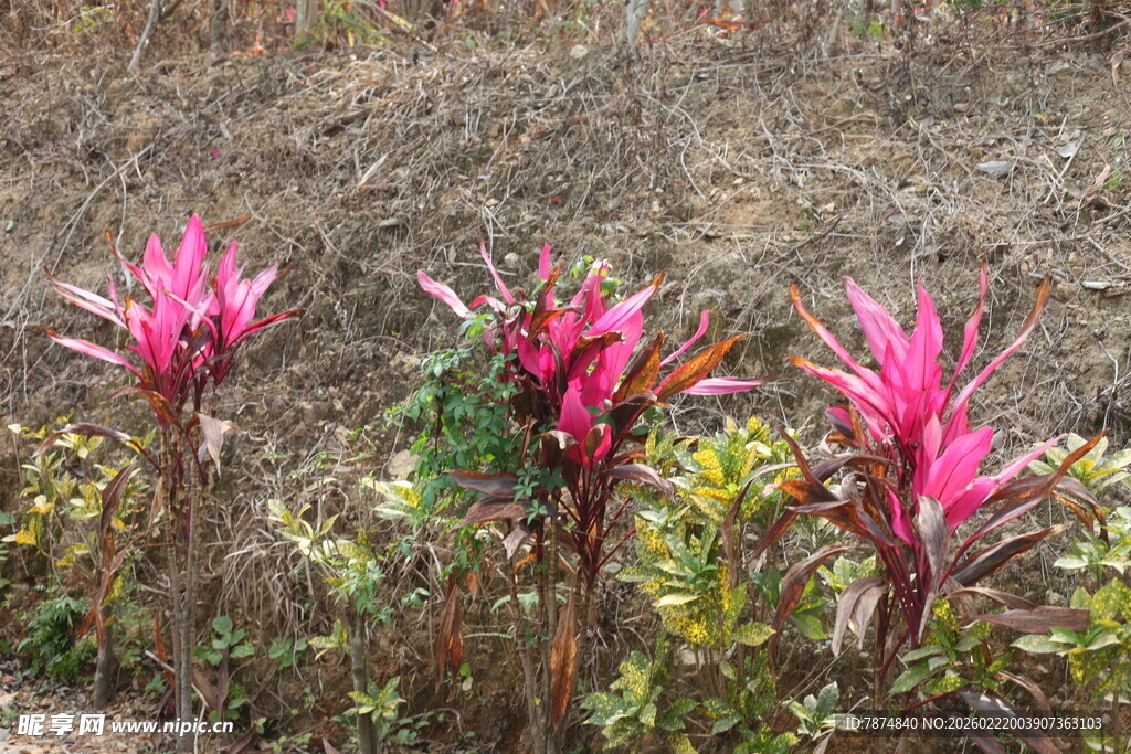 野外艳丽的粉红色花卉