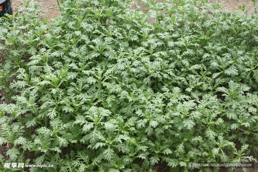 嫩绿繁茂的植物景观