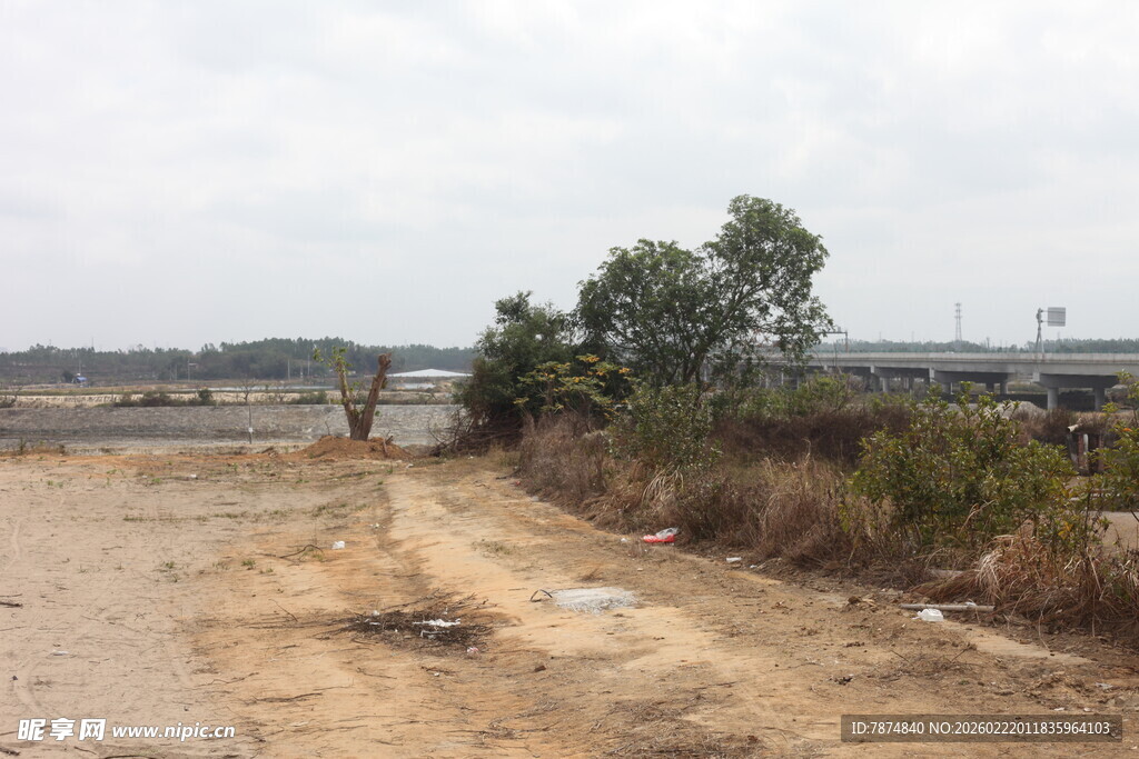 荒废土路旁的稀疏植被