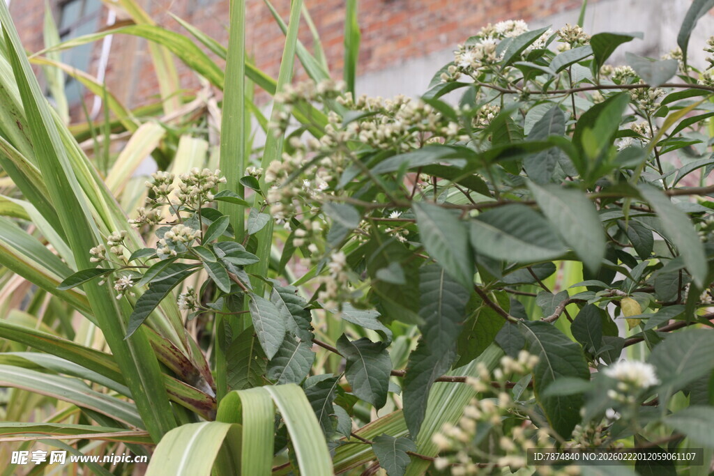 绿叶繁茂的植物景观