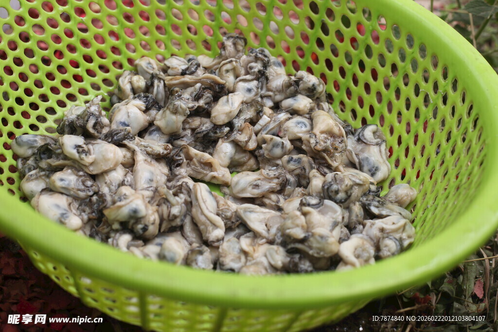 绿色筐中的新鲜牡蛎