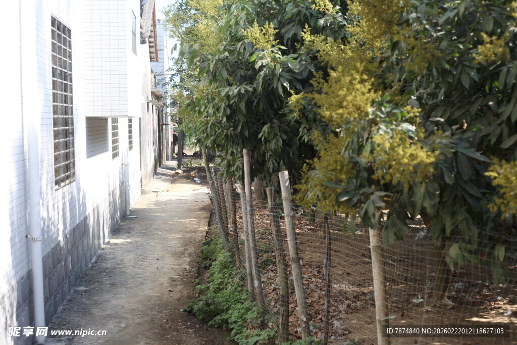 乡村小道旁的民居与树木