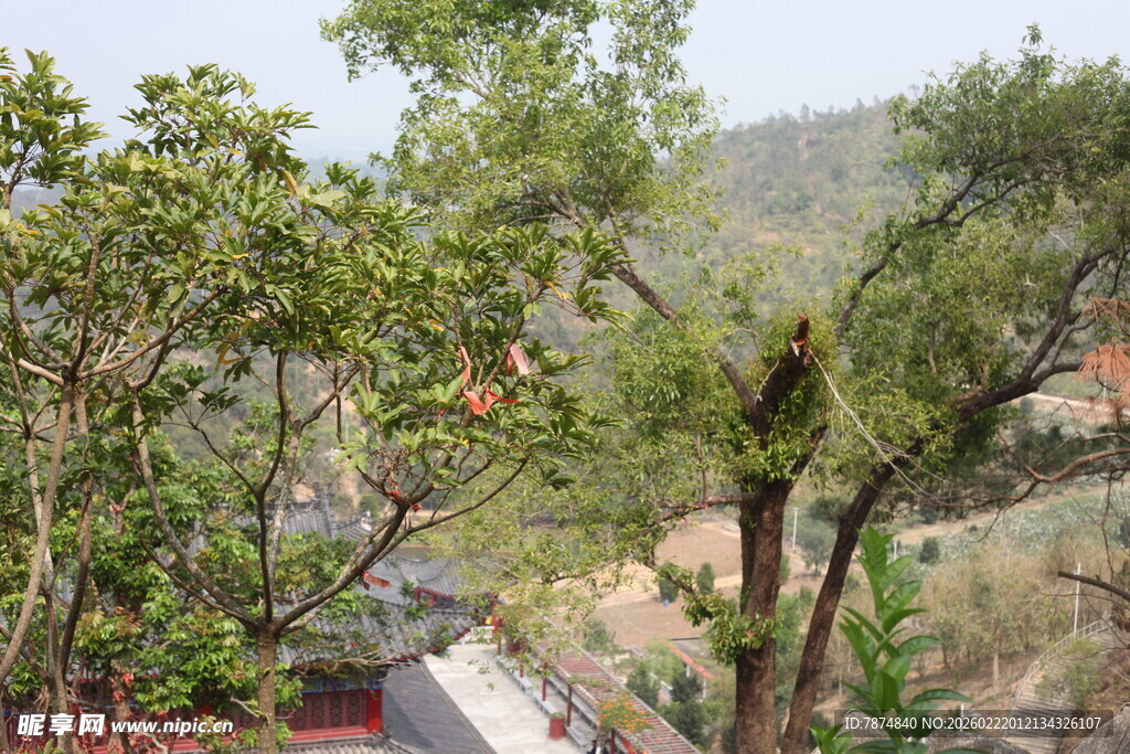 户外葱郁树木景观