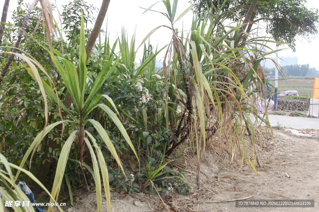 户外生长的高大绿色植物