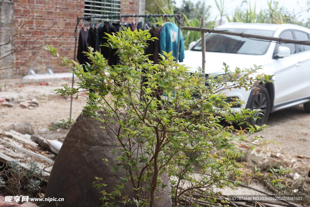 庭院中的绿植与停放车辆