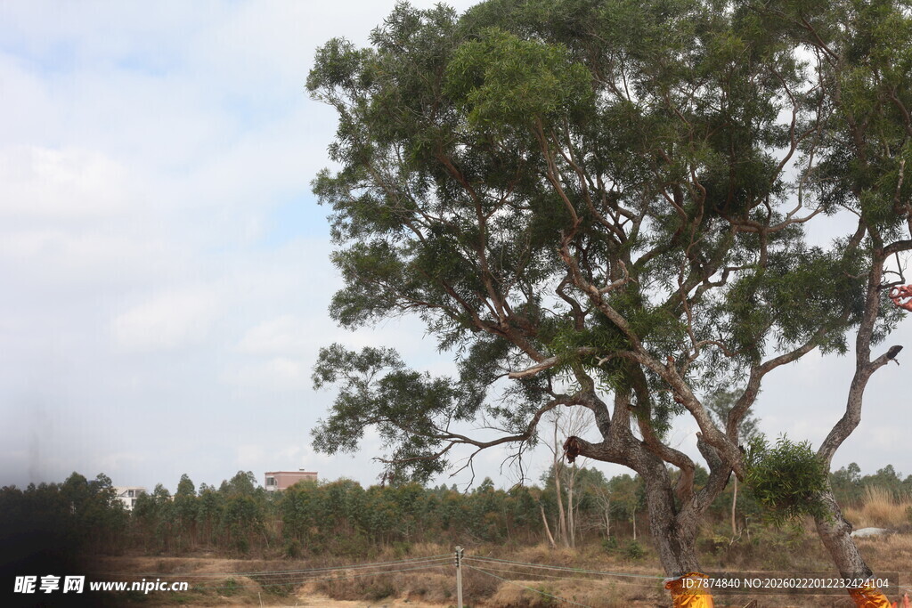田野中的茂盛大树