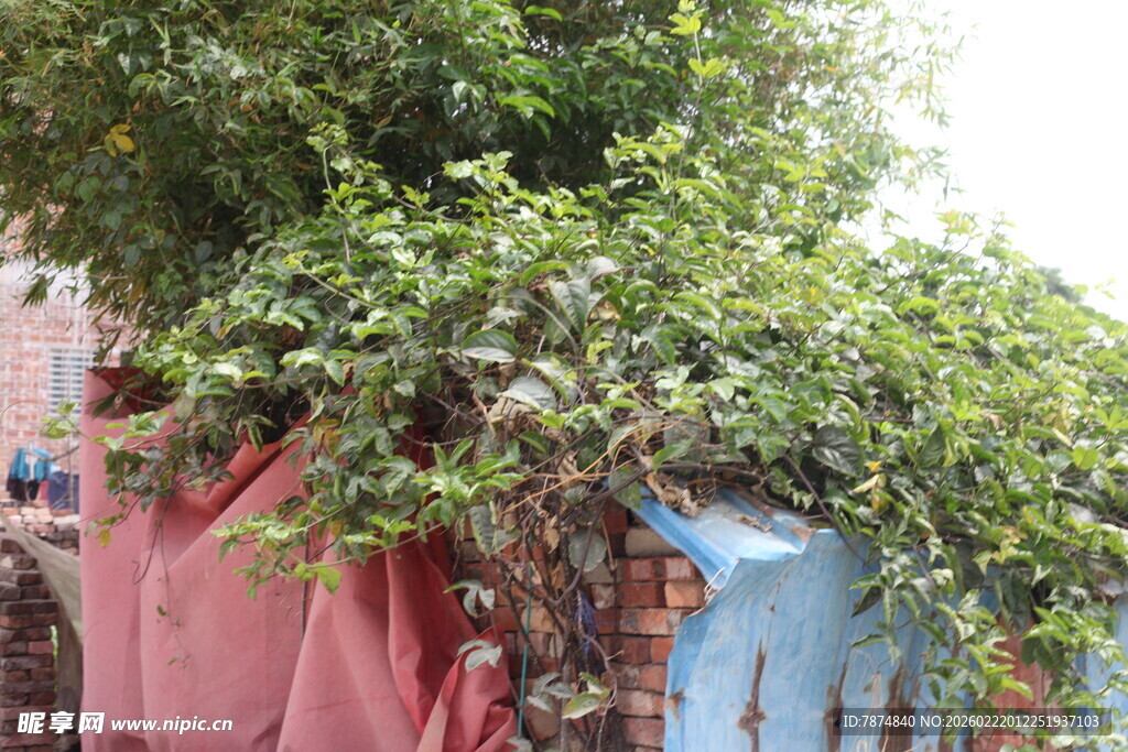 藤蔓爬满多彩布墙