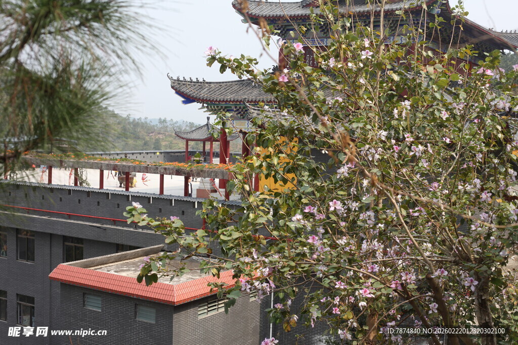 古建旁繁花绽放