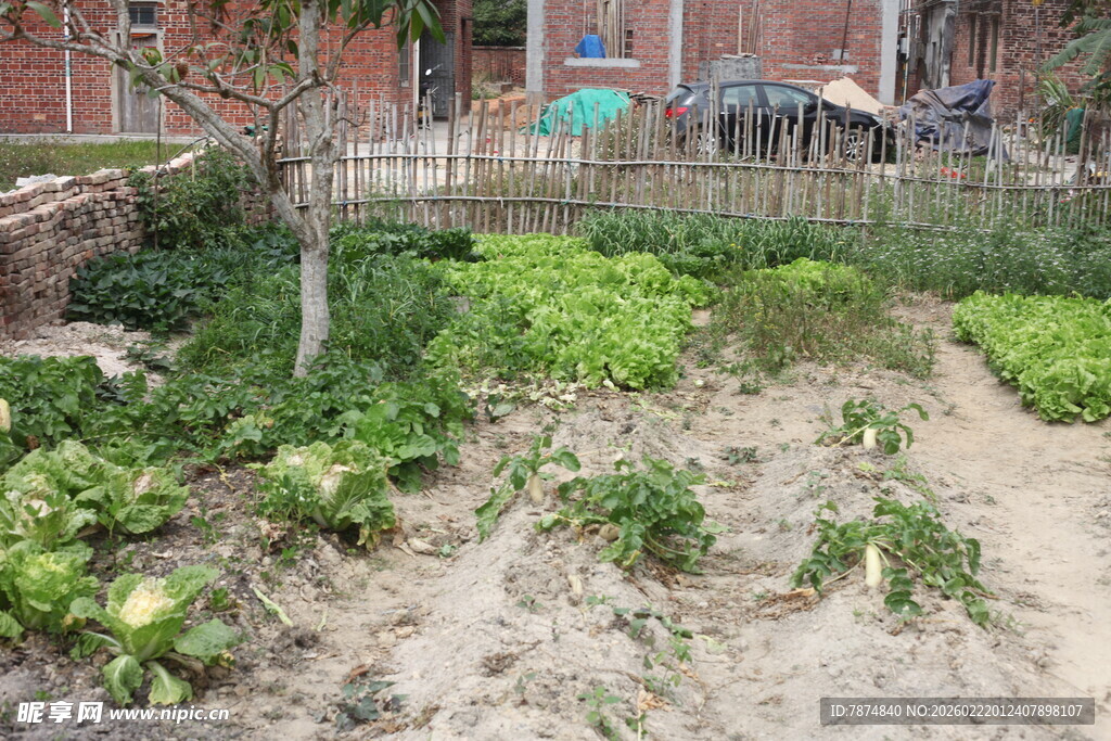 庭院小菜园绿意盎然