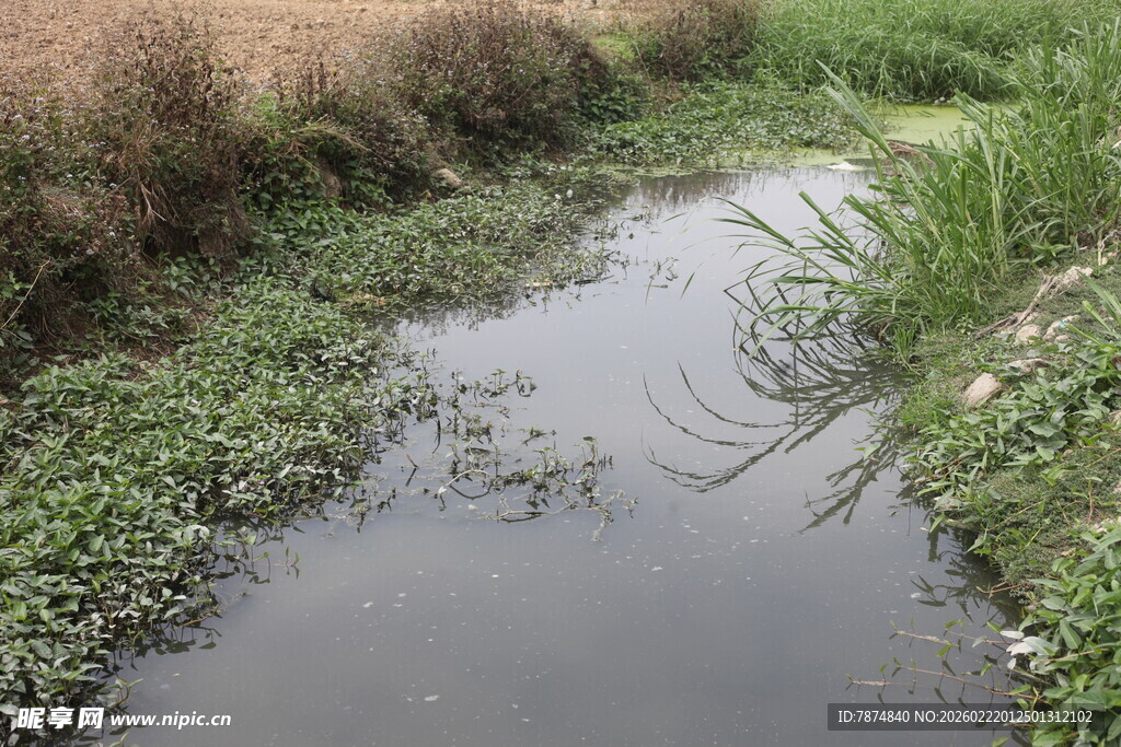 乡间小溪 绿意环绕
