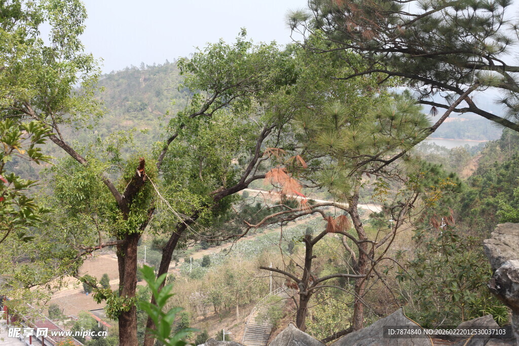 山林间繁茂树木景观