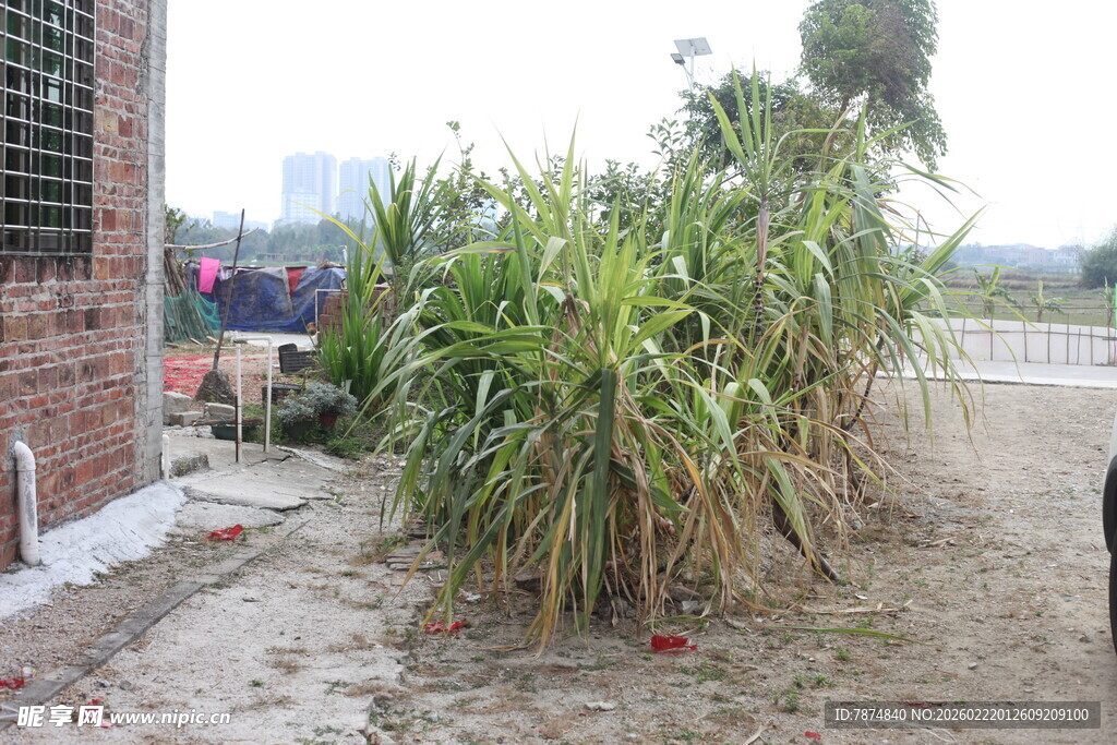 户外生长的绿色高大植物