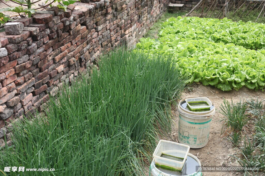 乡村菜园中的葱郁植物