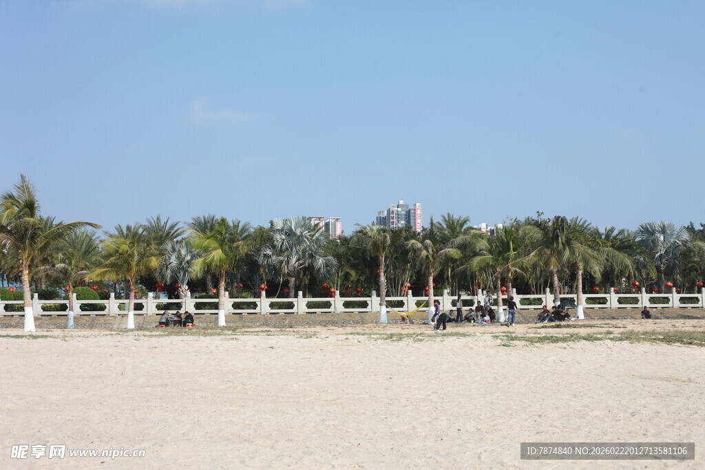 海滨沙滩 整齐排列的棕榈树