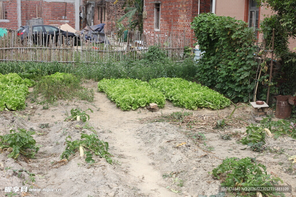 庭院中的生机小菜园